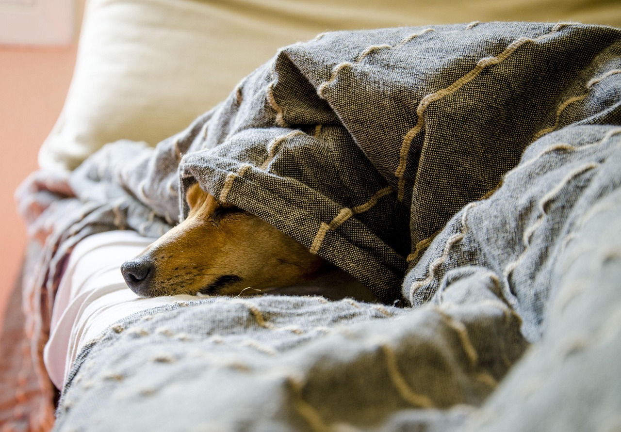 dogs, animals, animal, dog, pet, pets, nature, mammals